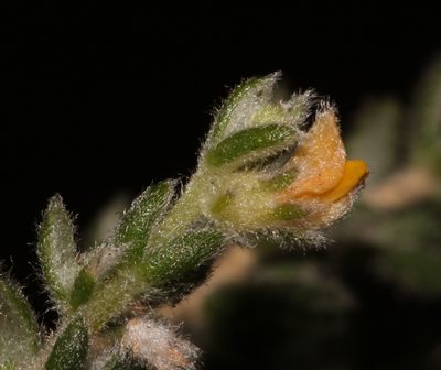 Aspalathus diffusa, photographed by Brian du Preez