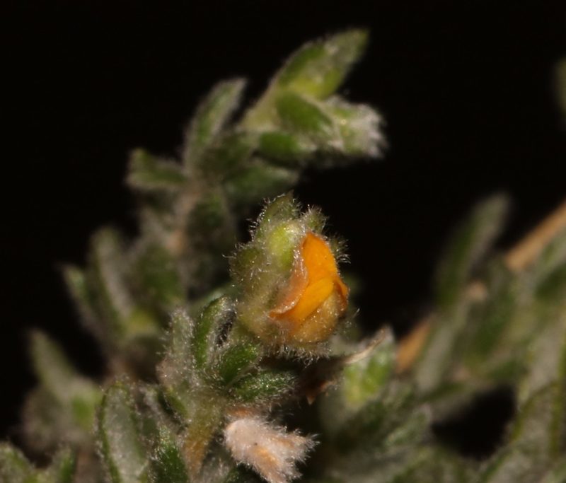 Aspalathus diffusa, photographed by Brian du Preez