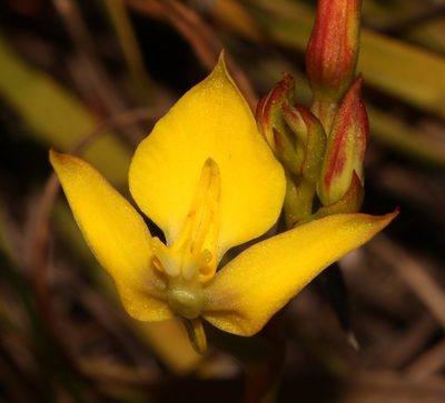 Disa tenuifolia, photographed by Brian du Preez