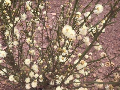 Acacia stenoptera, photographed by Ann Bentley