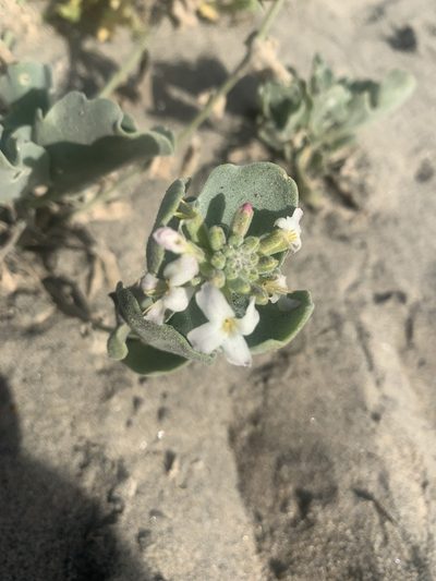 Dithyrea maritima, photographed by Jim Riley
