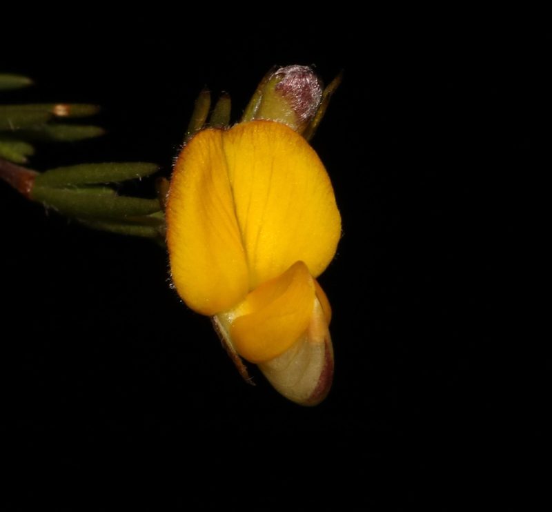 Aspalathus filicaulis, photographed by Brian du Preez