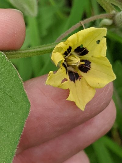 Physalis mollis, photographed by Alison Northup