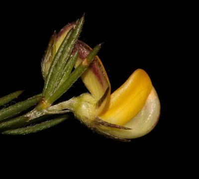 Aspalathus filicaulis, photographed by Brian du Preez