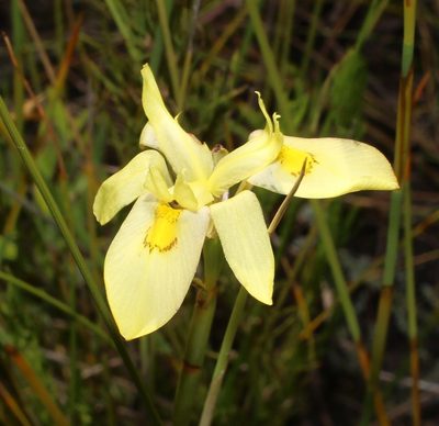 Moraea anomala, photographed by Brian du Preez