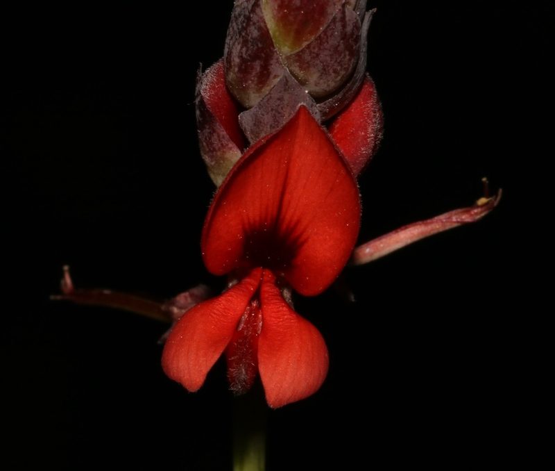 Indigofera paludicola, photographed by Brian du Preez