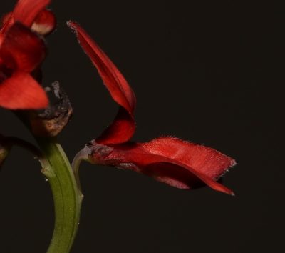 Indigofera paludicola, photographed by Brian du Preez