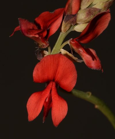 Indigofera paludicola, photographed by Brian du Preez