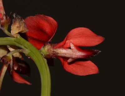 Indigofera paludicola, photographed by Brian du Preez
