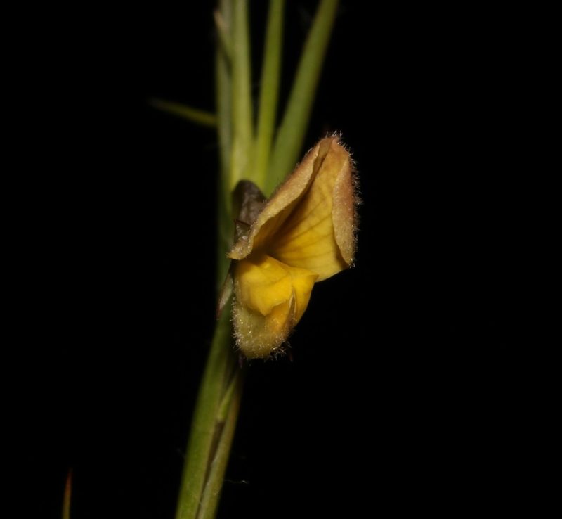 Aspalathus lanceifolia, photographed by Brian du Preez