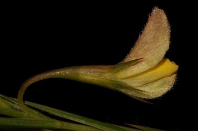Aspalathus lanceifolia, photographed by Brian du Preez