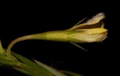 Aspalathus lanceifolia, photographed by Brian du Preez