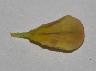 Aspalathus lanceifolia, photographed by Brian du Preez