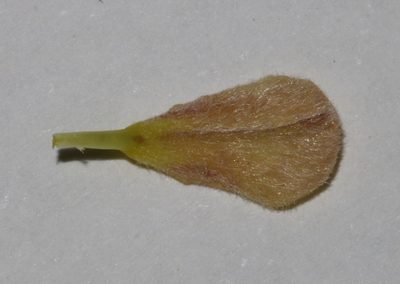 Aspalathus lanceifolia, photographed by Brian du Preez