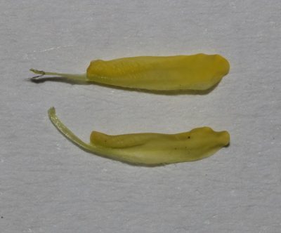 Aspalathus lanceifolia, photographed by Brian du Preez