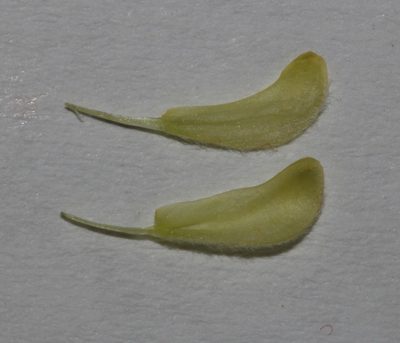 Aspalathus lanceifolia, photographed by Brian du Preez