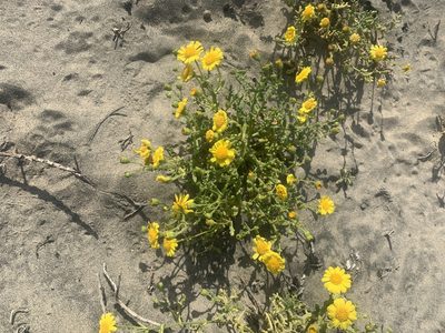 Senecio californicus, photographed by Jim Riley