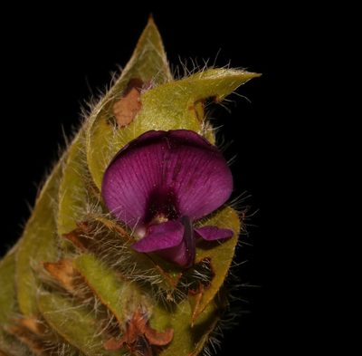 Psoralea imbricata, photographed by Brian du Preez