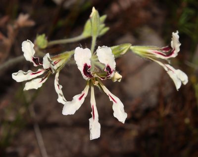 Pelargonium trifoliolatum, photographed by Brian du Preez