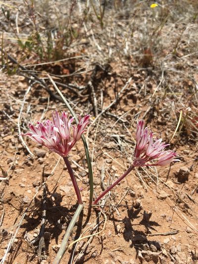 Allium bigelovii, photographed by Cecelia Alexander
