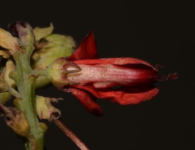 Indigofera fulcrata, photographed by Brian du Preez