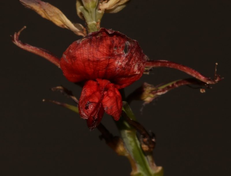 Indigofera fulcrata, photographed by Brian du Preez