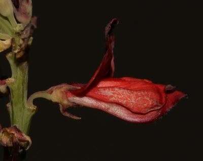 Indigofera fulcrata, photographed by Brian du Preez