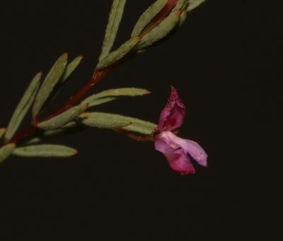 Indigofera filicaulis, photographed by Brian du Preez