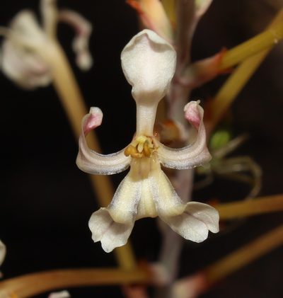 Tritoniopsis nervosa, photographed by Brian du Preez