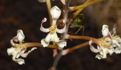 Tritoniopsis nervosa, photographed by Brian du Preez