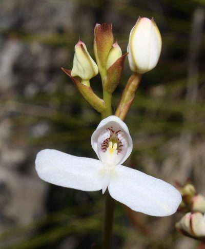 Disa caulescens, photographed by Brian du Preez