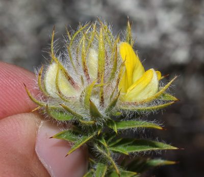 Aspalathus acidota, photographed by Brian du Preez