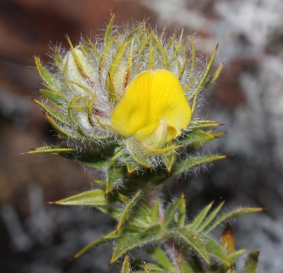 Aspalathus acidota, photographed by Brian du Preez