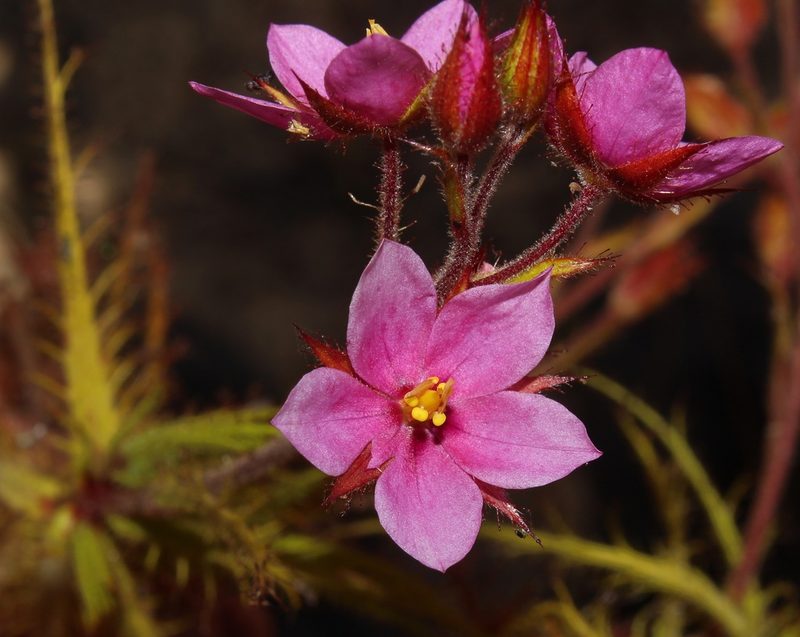 Roridula dentata, photographed by Brian du Preez
