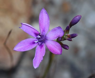 Thereianthus longicollis, photographed by Brian du Preez