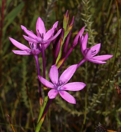 Thereianthus longicollis, photographed by Brian du Preez