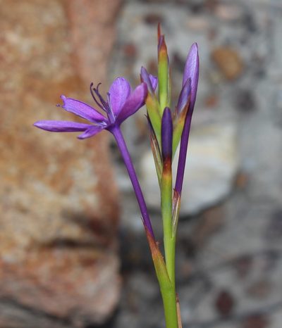 Thereianthus longicollis, photographed by Brian du Preez