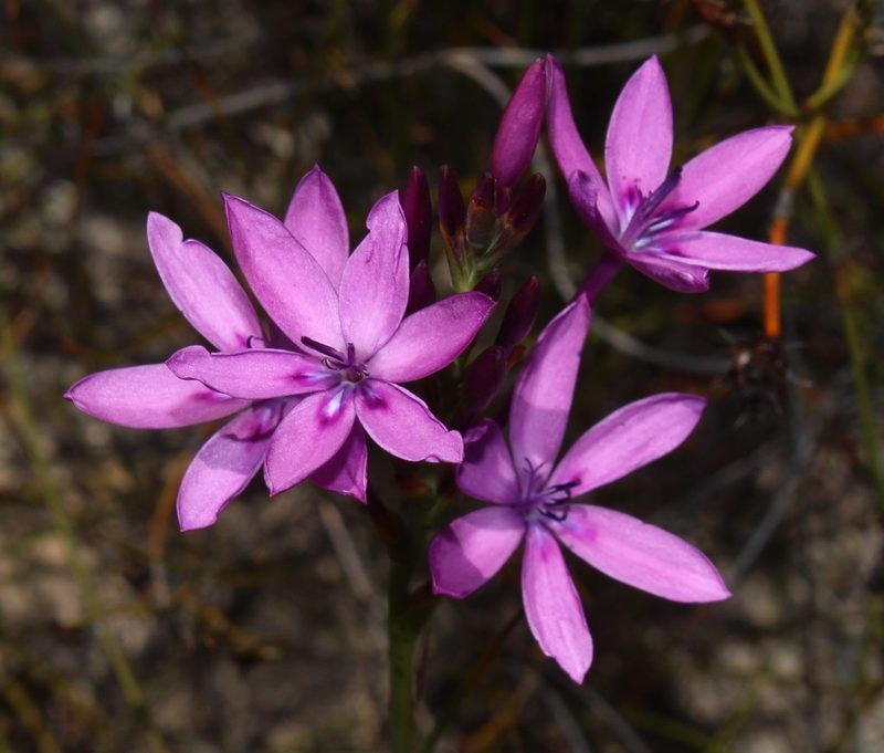 Thereianthus longicollis, photographed by Brian du Preez