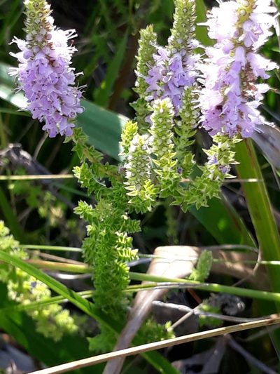 Cunila galioides, photographed by Edson Luis Fabro Gasperin