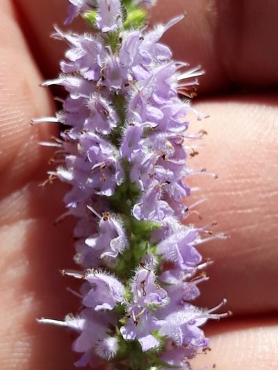 Cunila galioides, photographed by Edson Luis Fabro Gasperin