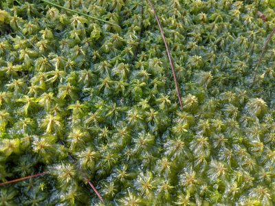 Sphagnum cuspidatum, photographed by Austin Pursley