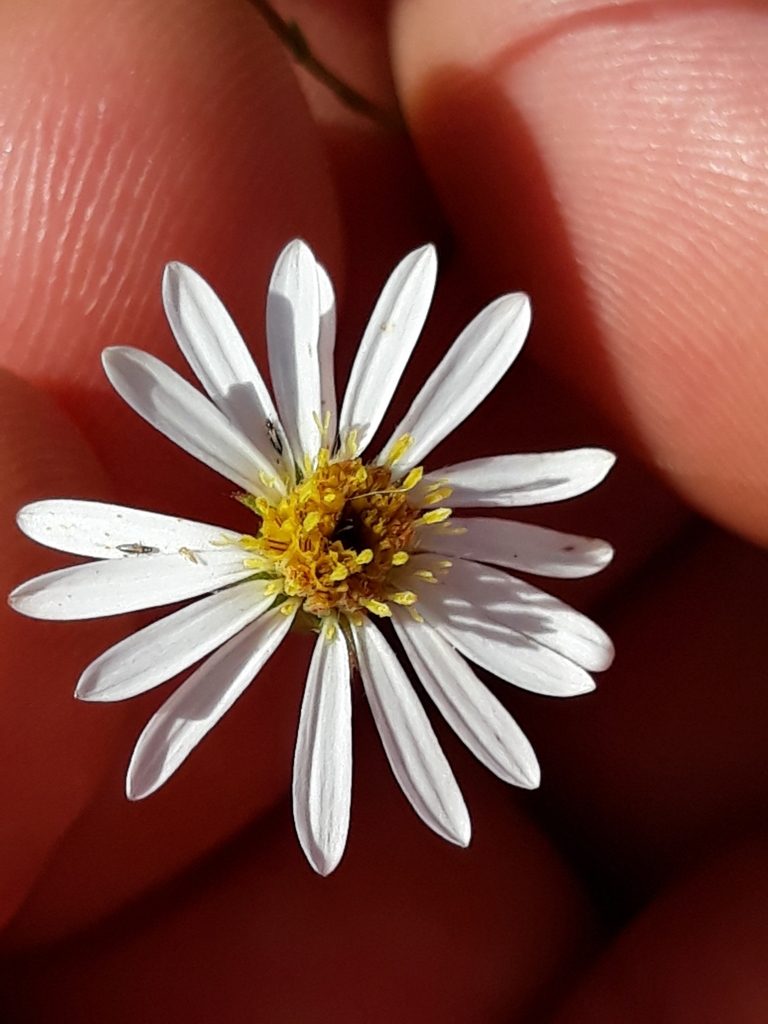 Symphyotrichum regnellii, photographed by Edson Luis Fabro Gasperin