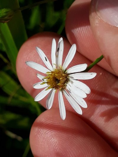 Symphyotrichum regnellii, photographed by Edson Luis Fabro Gasperin