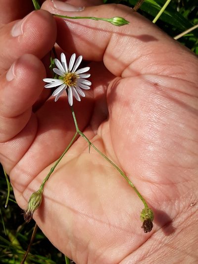 Symphyotrichum regnellii, photographed by Edson Luis Fabro Gasperin