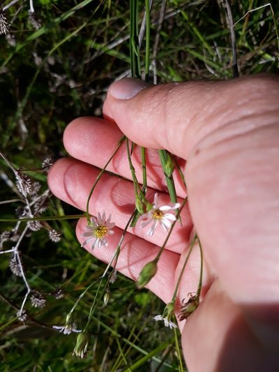 Symphyotrichum regnellii, photographed by Edson Luis Fabro Gasperin