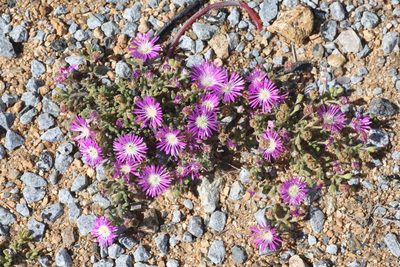 Drosanthemum oculatum, photographed by Dr. Alexey Yakovlev