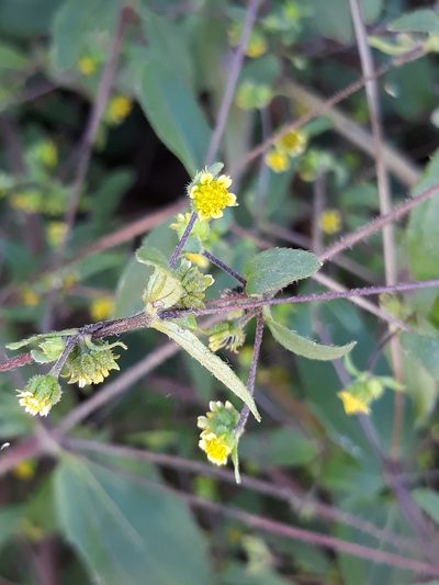 Calyptocarpus brasiliensis, photographed by Edson Luis Fabro Gasperin