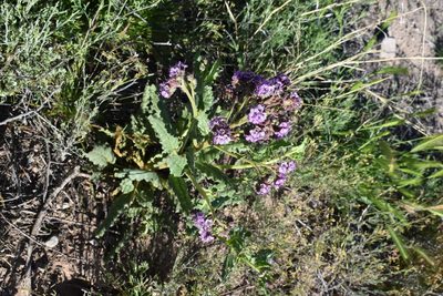 Phacelia integrifolia, photographed by Trystan Harpold