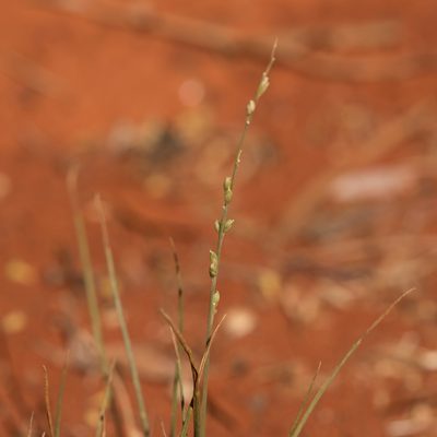 Setaria constricta, photographed by Kym Nicolson