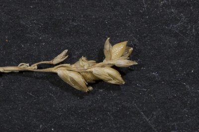 Setaria constricta, photographed by Kym Nicolson